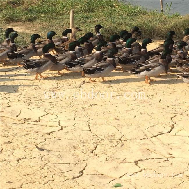 绿头鸭苗鸭苗多少钱一个-惠民技术帮扶-东莞鸭苗多少钱一个