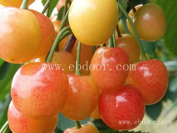樱桃苗山东-双宝果树果香四溢?-平度樱桃苗