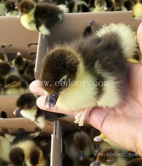 富民孵化鸭苗-妙林鸭苗孵化-孵化鸭苗养殖厂家