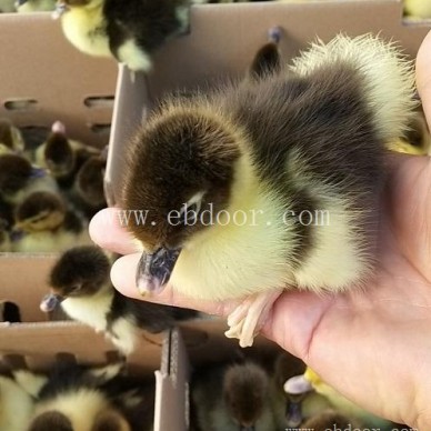 富民孵化鸭苗-妙林鸭苗孵化-孵化鸭苗养殖厂家