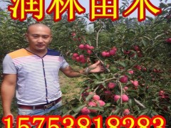 二公分蛇果苹果树苗 优质蛇果苹果苗 润林苗木