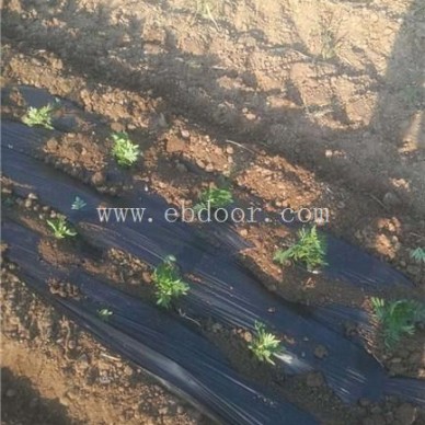 合肥白芍种植机厂家直营信息推荐