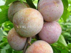 亿然苗木优质果树苗-阿勒泰地区哪里有美国杏李恐龙蛋