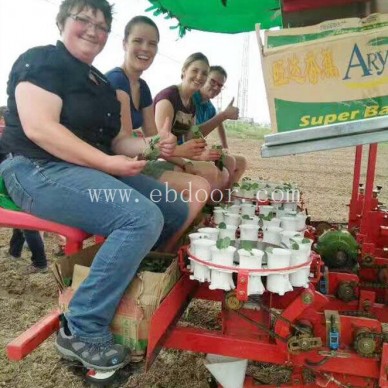 番茄种植机批发-石家庄番茄种植机-军岩移栽机销售