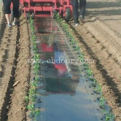 西兰花种植机批发-西兰花种植机-青州军岩移栽机