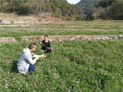 龙岩市主种绿肥——紫云英长势良好