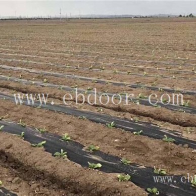 菊花种植机厂家直营-军岩移栽机销售-锦州菊花种植机