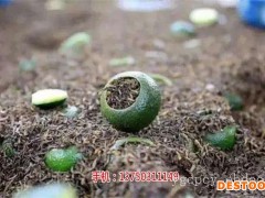 新会小青柑十大品牌|御广陈-CCTV推广品牌_新会陈皮哪里买