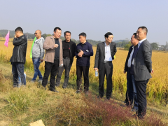 2019年南昌市农作物秸秆综合应用现场观摩会在进贤县钟陵乡举行