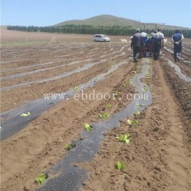 西兰花种植机批发-军岩移栽机销售-滨州西兰花种植机