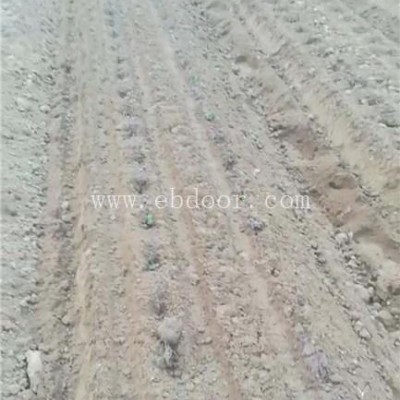 新市区赤芍种植机-军岩移栽机供应-赤芍种植机批发