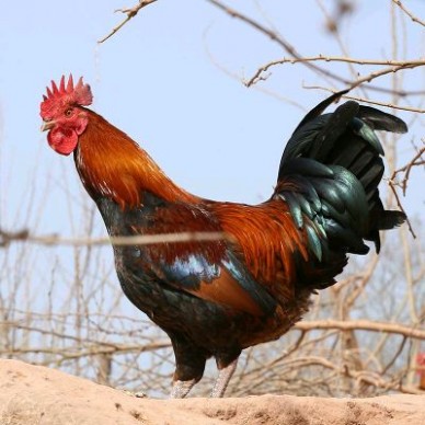 [供]现有大量放养土鸡出售