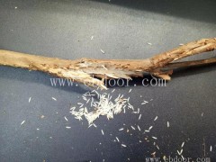 知了猴养殖方法-枣庄知了猴养殖-淼源金蝉养殖中心