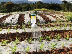 合江县科学预警 创新措施防控严重病虫