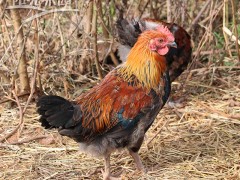 阳光果园云南土鸡林下放养散鸡养殖生态鸡本地鸡100只起批发