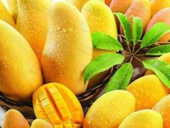 芒果种植嫁接技术及芒果种植施肥技巧