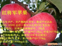 长期出售蛇果苹果树苗 蛇果苹果树苗价格公道 蛇果苹果树苗销售量广