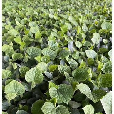 宝鸡黄瓜苗批发基地 嫁接黄瓜苗厂家