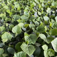 宝鸡黄瓜苗批发基地 嫁接黄瓜苗厂家