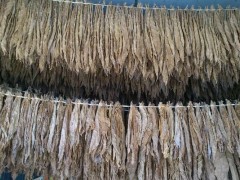 白肋烟 - 奉节特产