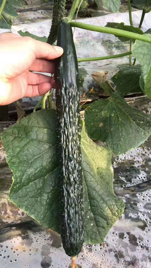 咸阳黄瓜苗批发基地 嫁接黄瓜苗厂家