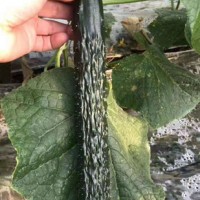 咸阳黄瓜苗批发基地 嫁接黄瓜苗厂家