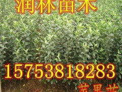 长期出售蛇果苹果树苗 蛇果苹果树苗无病虫害 蛇果苹果树苗保证质量