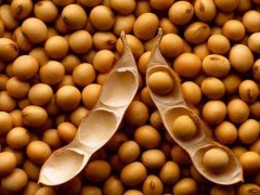 收获技巧：大豆种植技术与大豆减产办法