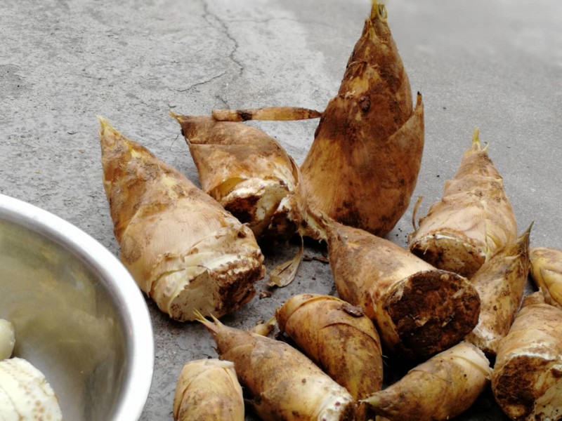 仙寓山特产毛竹笋