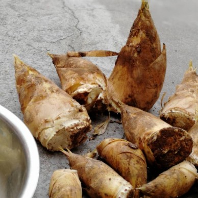 仙寓山特产毛竹笋