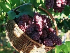 乡村旅游如何标准化|石台宾馆|石台农家乐|石台味之味山庄-最新静态