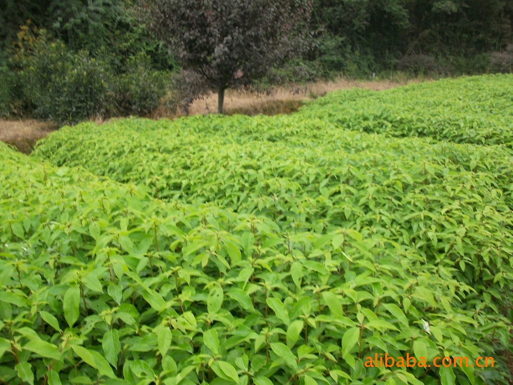 供应各类苗木种子。小苗