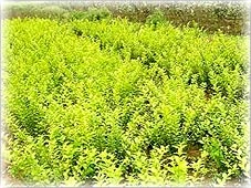 经销供应 绿化花卉苗木 金叶女贞、红叶女贞、小叶黄杨、