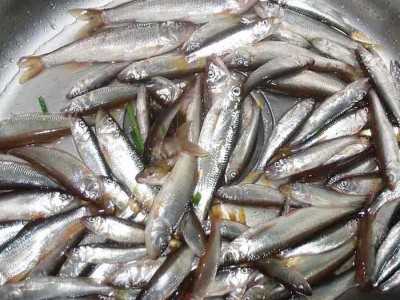 黑鱼苗 生鱼苗 乌鱼苗  淡水养殖