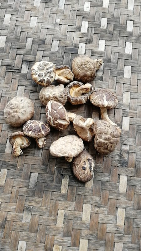 仙寓山特产石台香菇