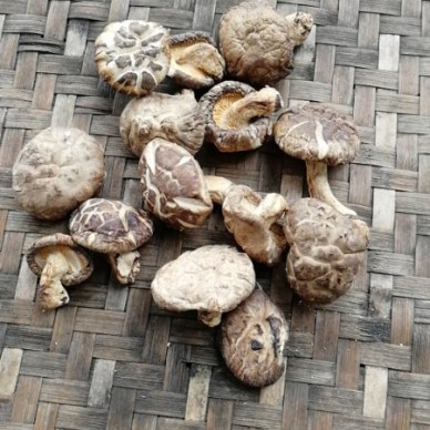 仙寓山特产石台香菇