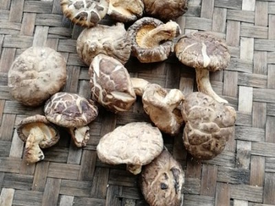 仙寓山特产石台香菇