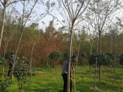 常规苗 依然是市场需求的主力