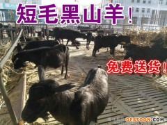 肉羊批发价格 黑山羊价格 黑山羊养殖场销售肉羊