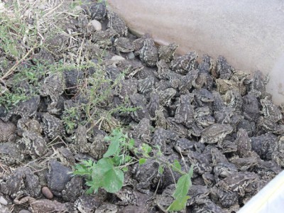 蟾蜍的养殖项目投资收益，癞蛤蟆养殖合作方式