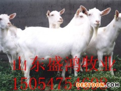 销售肉羊 肉羊养殖场  肉羊价格 屠宰肉羊