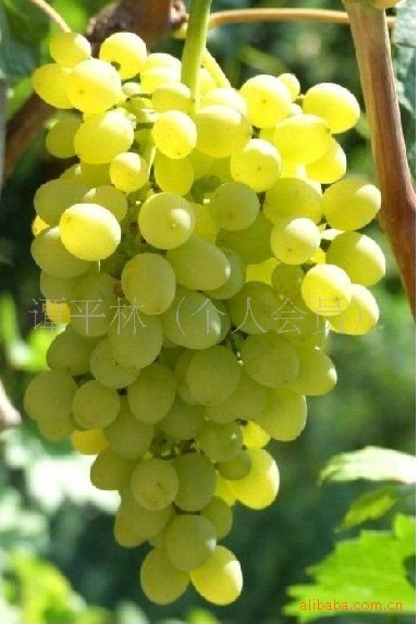 供应优质奥古斯特葡萄苗木等果树种子种苗