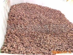 白皮松种子直销