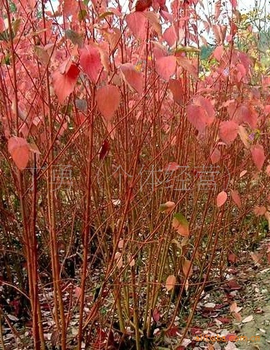 供山东泰安优质红瑞木苗红瑞木苗木价格花灌木