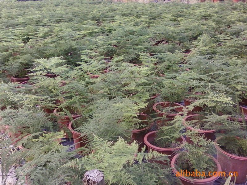 岭南花卉市场远春花卉大量供应文竹、文竹袋苗