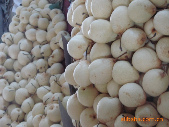 常年供应出口级鸭梨