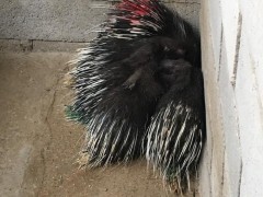 山人特种养殖 豪猪价格 豪猪养殖基地