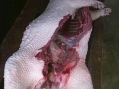 山人特种养殖 豪猪养殖 豪猪价格