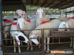 纯种小尾寒羊种羊 杜泊绵羊养殖 小尾寒羊价格 羊羔 小尾寒羊