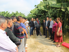 县经作站在勐阿镇召开香蕉现场培训及观摩会